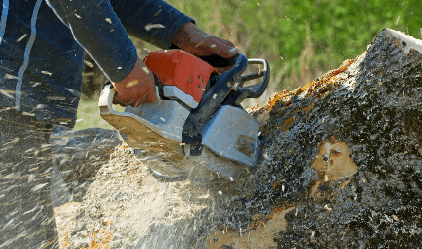 Tree Removal